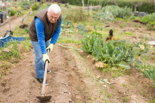istock Senior man  gardener with mattock working in garden 1487381829