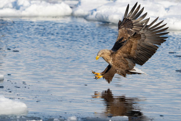 istock White Tailed Eagle in Flight Over Drift Ice in Hokkaido Japan in Winter 1487381846