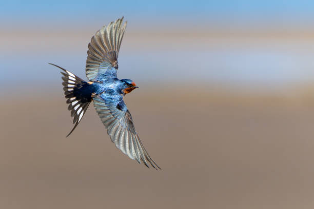 istock Barn Swallow in Graceful Flight on a Sunny Day 1487381971