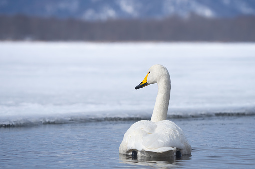 Whooper Swans Rest at Ikenoyu Hot Springs in Winter in Hokkaido Japan
