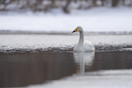 Mute swan swimming in a river on a winter afternoon