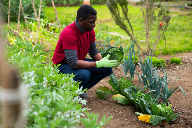 istock African man harvesting Savoy cabbage 1487382169