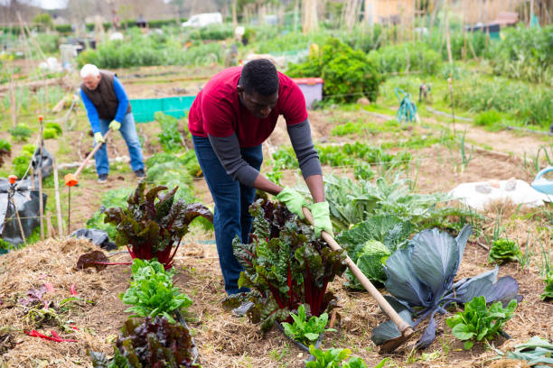 istock African american man with mattock working  in garden 1487382196