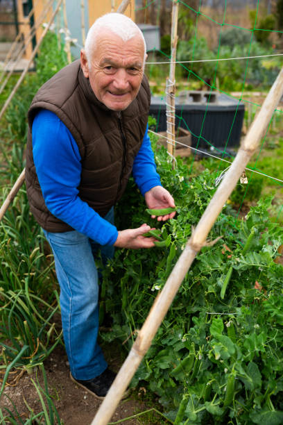 istock Aged gardener checking young pea pods on plants 1487382201