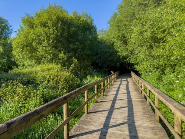 istock Wooden pathway in Fiaes 1487383174