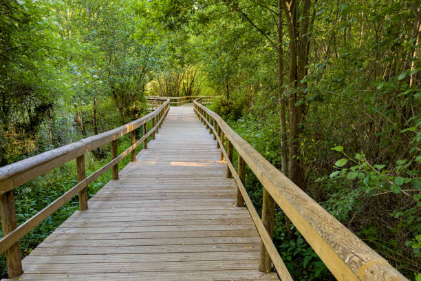 istock Wooden pathway in Fiaes 1487383271