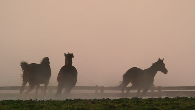 Slow Motion Shot of Several Thoroughbred Horses Running and Kicking Up Dust in a Fenced Pasture at Sunrise/Sunset