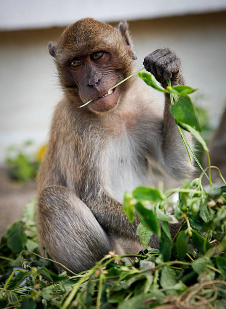 Monkey Eating stock photo