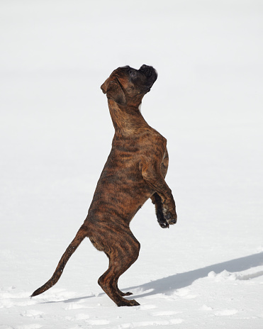 young tiger-colored boxer puppy stands on its hind legs. photo in winter on a snowy background.