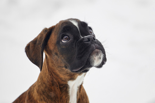portrait of a young boxer puppy of tiger color. photo in winter on a snowy background.