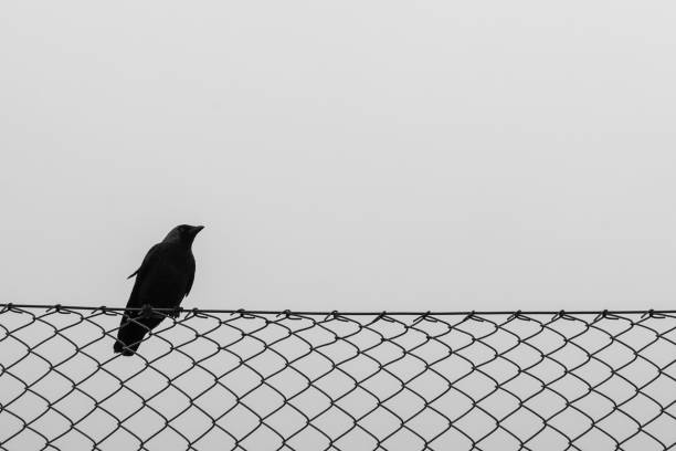 istock Low angle view of bird perching on fence against clear sky 1487384199