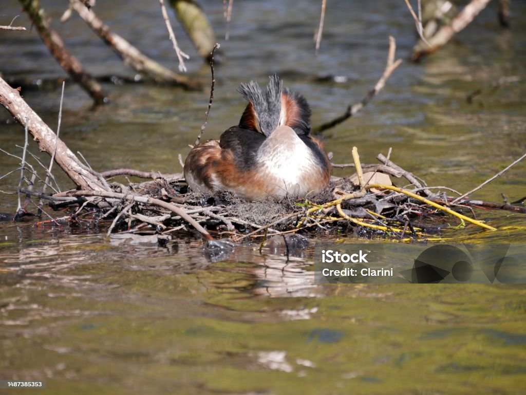 Haubentaucher-bird breeding on the Alster Waterbird in the spring Animal Nest Stock Photo