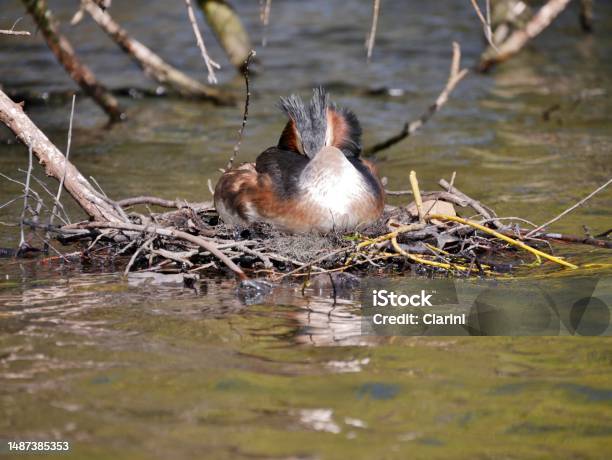 Haubentaucherbird Breeding On The Alster Stock Photo - Download Image Now - Animal Nest, Color Image, Germany