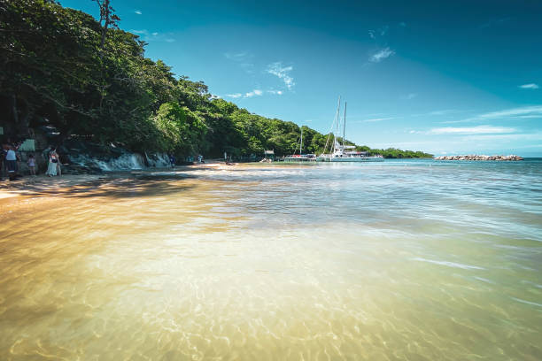 живописный вид на пляж даннс-ривер, ямайка - waterfall tropical rainforest water jamaica стоковые фото и изображения