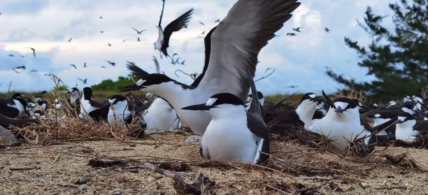 гнездящаяся птица - sooty tern стоковые фото и изображения
