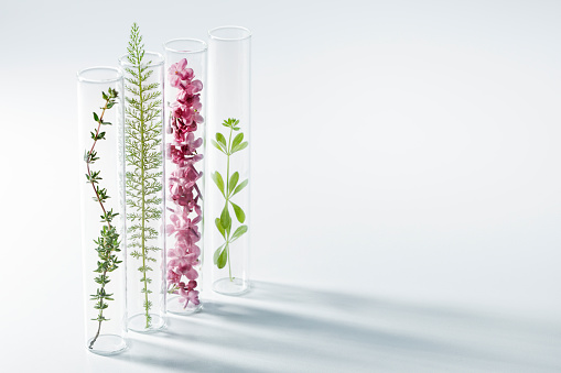 Fresh plants in bottles with shadow and copy space