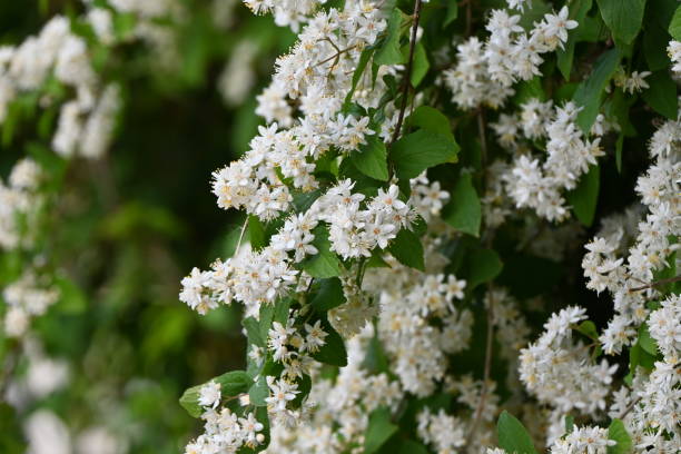 Fuzzy deutzia ( Deutzia scabra ) flowers. Fuzzy deutzia ( Deutzia scabra ) flowers. Hydrangeaceae deciduous shrub endemic to Japan. Conical white five-petaled flowers bloom from May to June. deutzia scabra stock pictures, royalty-free photos & images