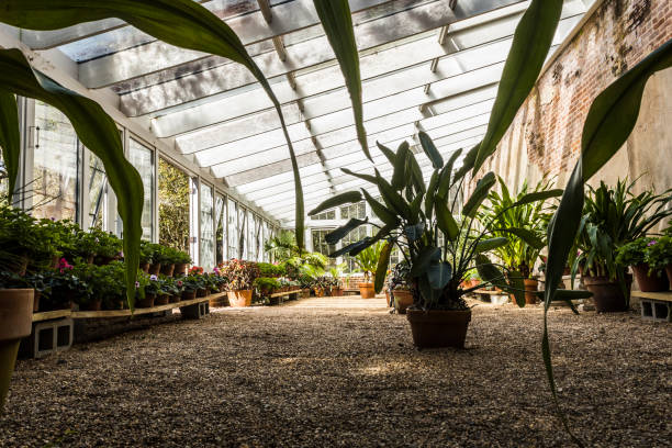 istock In the Greenhouse 1487391328