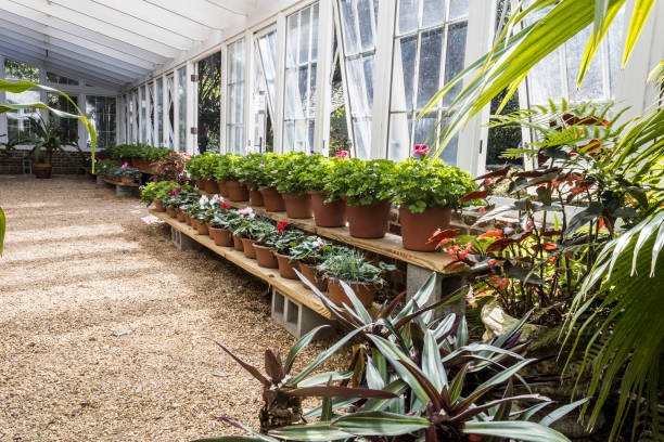 istock In the Greenhouse 1487391374