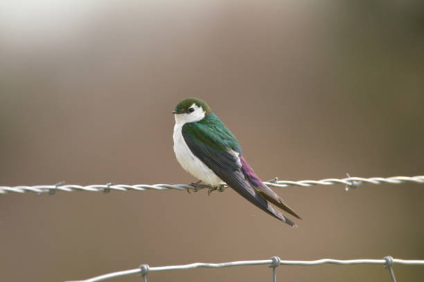Violet-green Swallow on a fence
