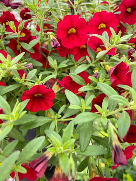 istock Group of red Calibrachoa flowers 1487393321