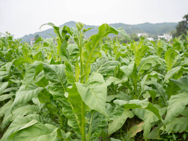 istock well grown tobacco leaves 1487394536