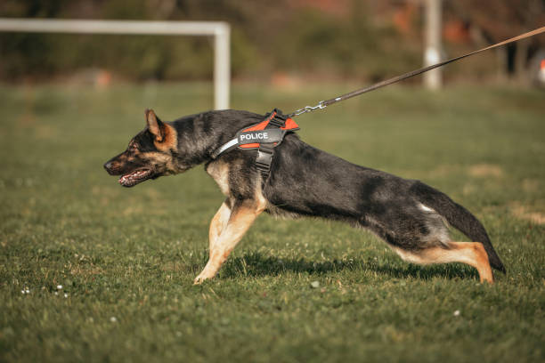 istock German shepherd aggressive dog train obedience 1487395785