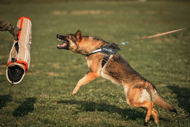 istock German shepherd aggressive dog train obedience 1487395870