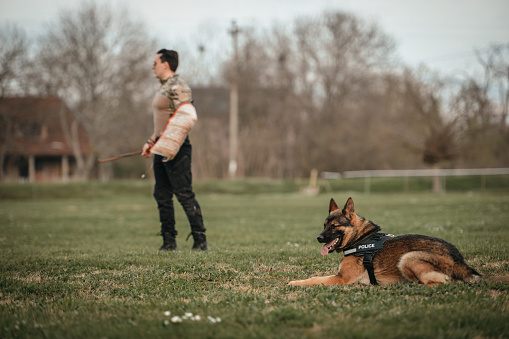 dog canine unit of the police and a police officer in uniform