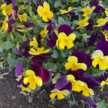 Beautiful flowers pansy flowering on the garden