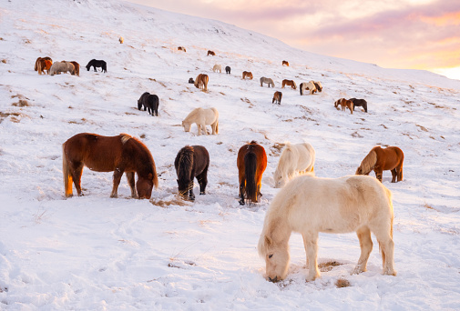 Horses In Winter. Rural Animals in Snow Covered Meadow. Pure Nature in Iceland. Frozen North Landscape. Icelandic Horse is a Breed of Horse Developed in Iceland