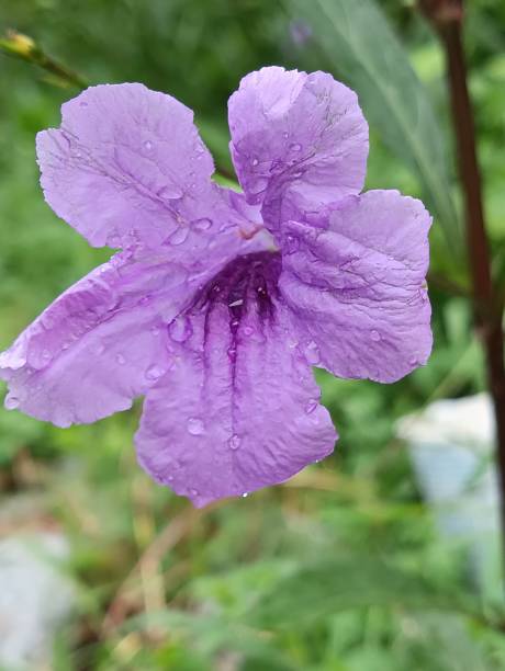 istock beautiful flowers on the roadside 1487399875