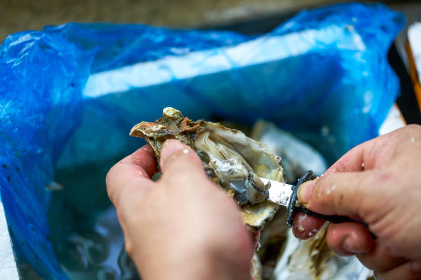 istock A chef is prying open the shells of oysters, opening the oysters 1487400144