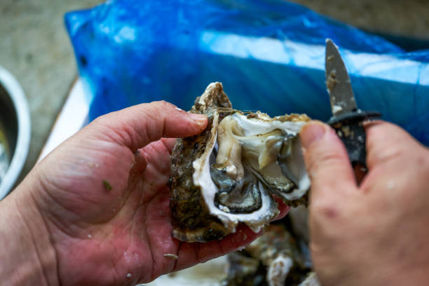 istock A chef is prying open the shells of oysters, opening the oysters 1487400152