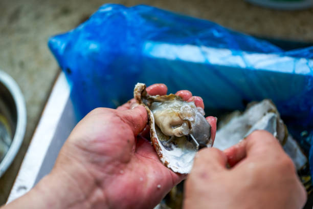 istock A chef is prying open the shells of oysters, opening the oysters 1487400173
