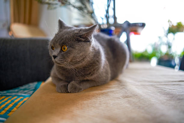 A cute gray blue cat British Shorthair close-up