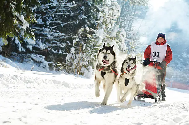 Sled dog racing musher dogteam driver and Siberian husky at snow winter competition race in forest