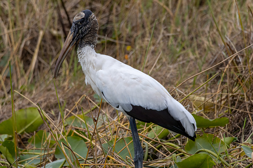 An elegant woodstork stands gracefully at the water's edge, its long legs and curved bill on full display, showcasing its adaptability in its natural habitat.