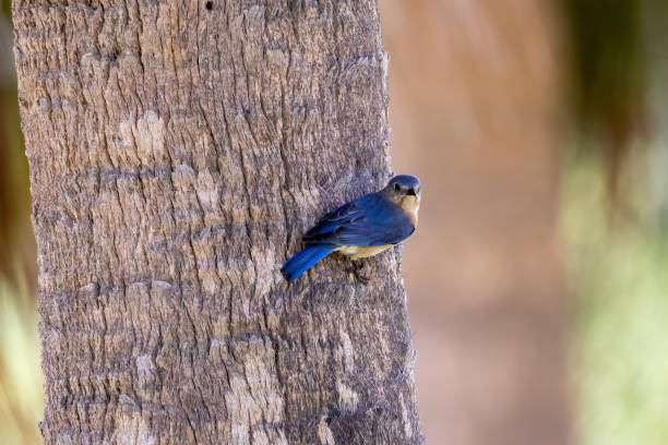istock An eastern bluebird on the side of a palm tree 1487405370
