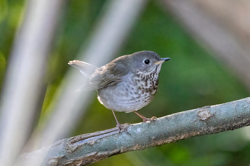 A gray-cheeked thrush perches on a branch, its muted gray and brown plumage evoking a sense of quiet elegance and harmony with its woodland surroundings.