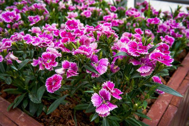 istock A lush blooming beautiful dianthus flower 1487405585