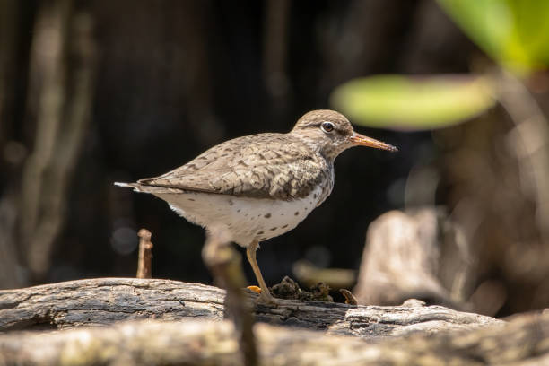 istock A spotted sandpiper near the water's edge 1487405594