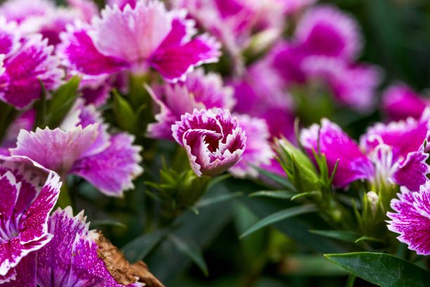 A lush blooming beautiful dianthus flower