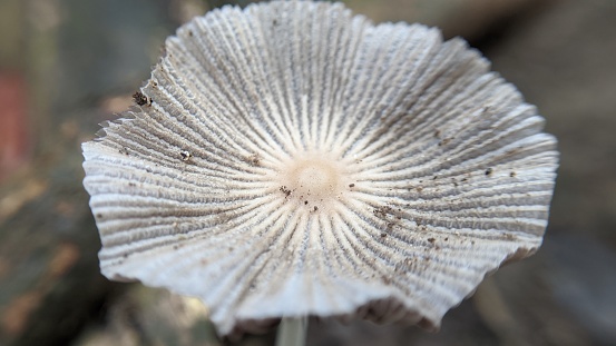 Close up a small single pleated inkcap mushroom on the ground in rainy season. Little Japanese Umbrella Toadstool (coprinus plicatilis), also called the Pleated Inkcap (parasola plicatilis).