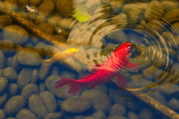 istock Colorful Koi close-up in the pond 1487409047