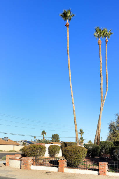 istock Slender Palm Trees in Arizona 1487409720