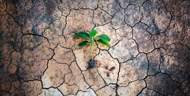istock Top view a tree growing on cracked earth arid, and dehydrated. Saving the environment and Global warming concept 1487409828
