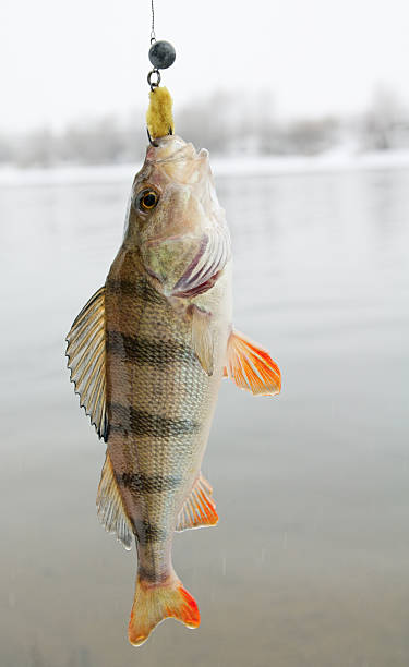 istock Perch caught with jigbait on winter day 148741079