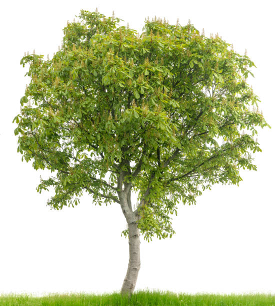 istock Isolated Horse Chestnut Tree or Aesculus hippocastanum on White Background 1487411587