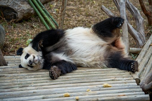 Giant Panda posing for camera - Chengdu, China.